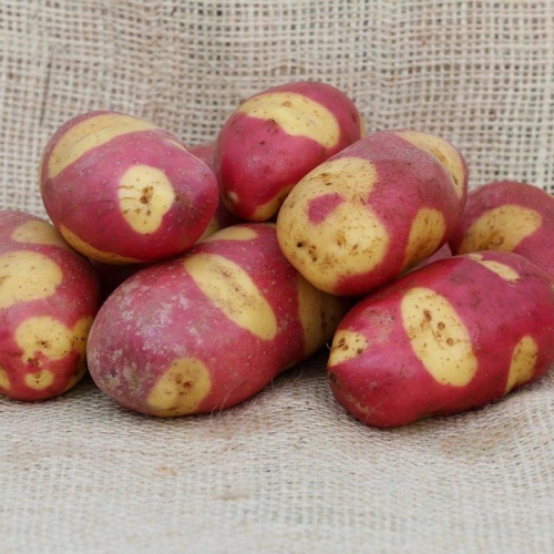 Mayan Rose Seed Potatoes